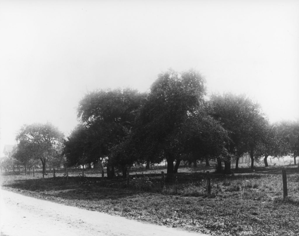 Orchard on Payne Farm