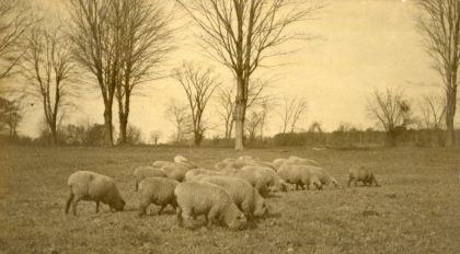 Sheep on the Veness Farm