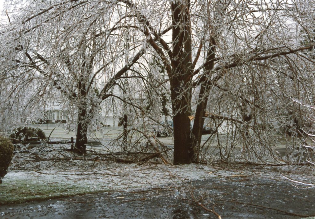 Tree Damage from the 1991 Ice Storm