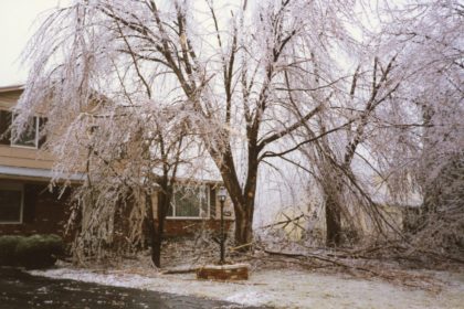 Tree Damage from 1991 Ice Storm